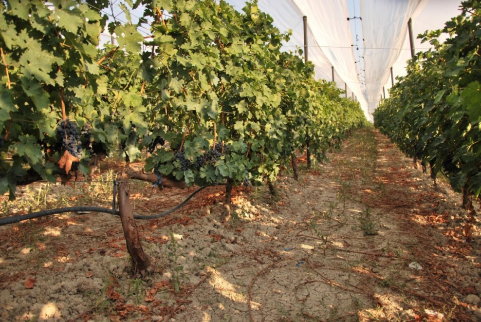 Discover Italy's Most Awarded Wines.
